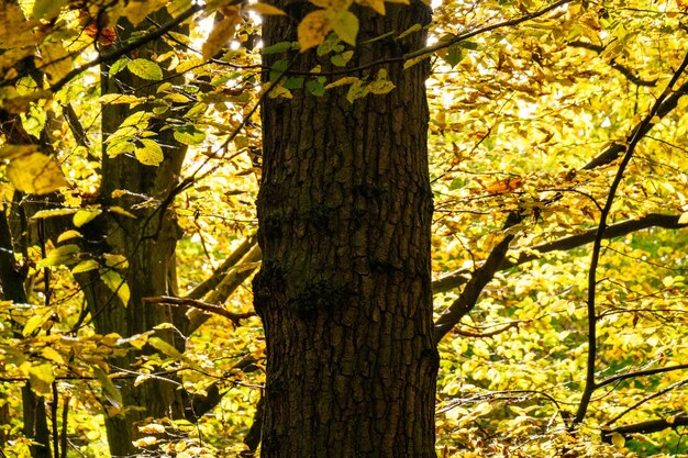 Trees during autumn