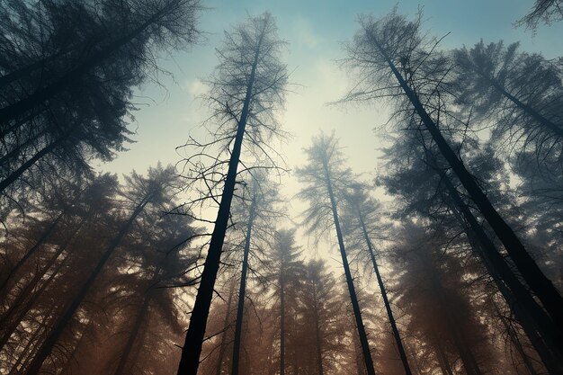 Foto gli alberi durante la fotografia diurna