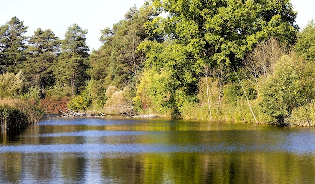 trees in early autumn