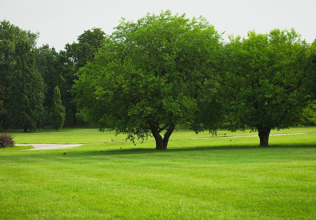 Alberi su un prato verde vuoto nel parco cittadino