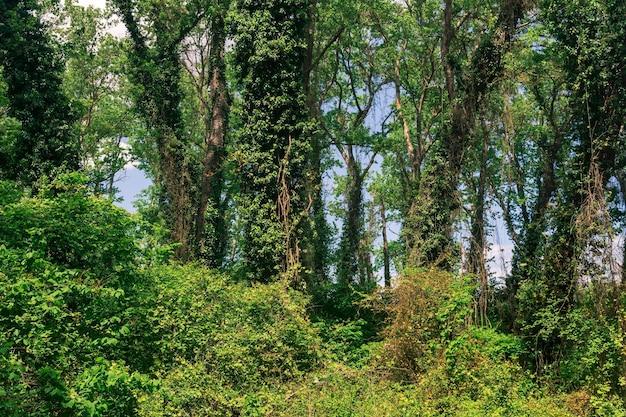 Trees entwined with lianas and bindweeds in a subtropical broadleaf forest