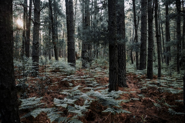 Trees and ferns growing in forest