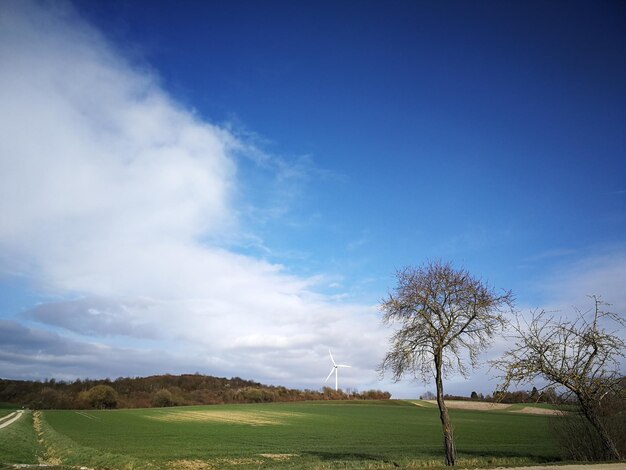 Trees on field against blue sky