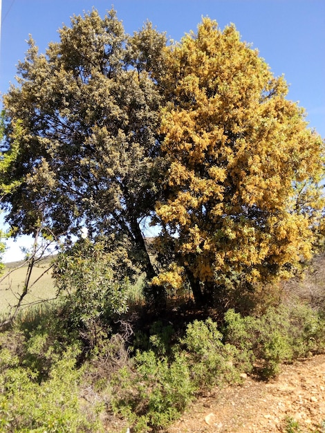 Foto alberi sul campo contro il cielo blu