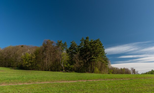 Trees on field against blue sky