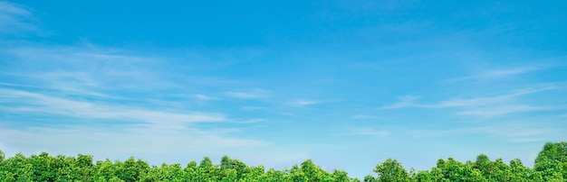 Trees on field against blue sky