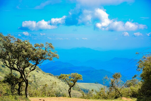 Trees on field against blue sky