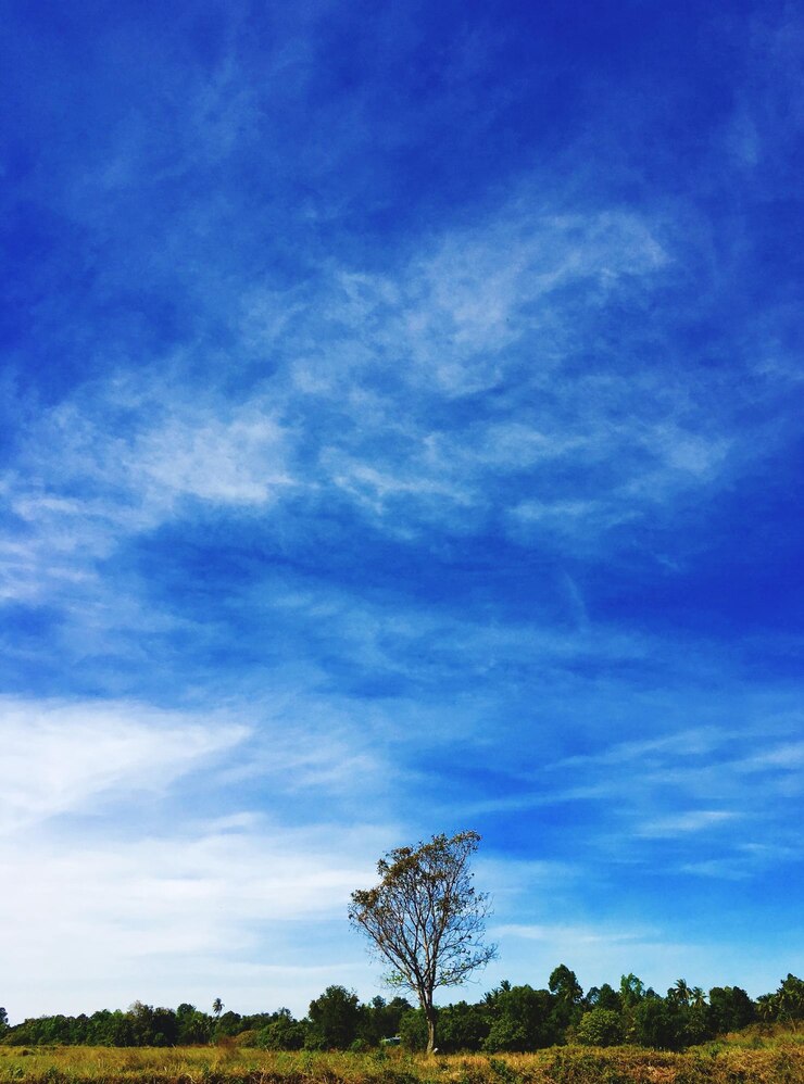फोटो trees on field against blue sky