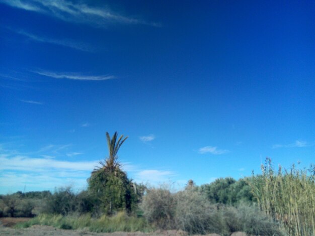 Trees on field against blue sky