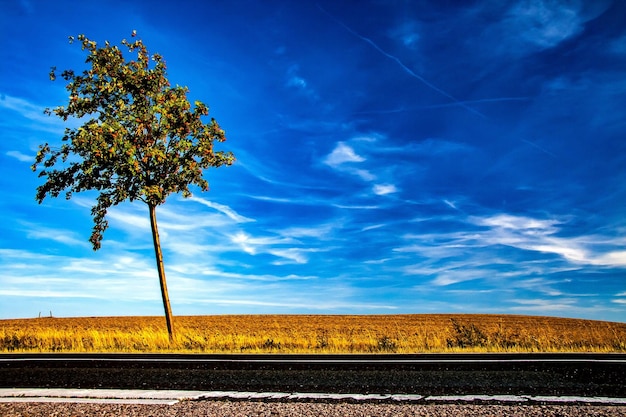 Trees on field against blue sky