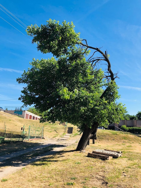 Trees on field against blue sky