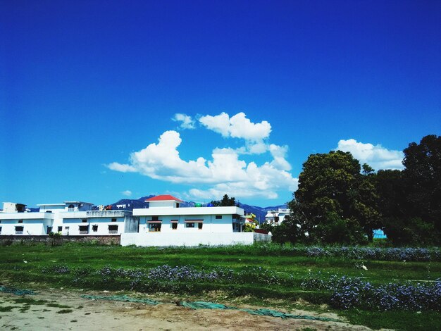 Trees on field against blue sky