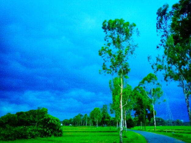 Trees on field against blue sky