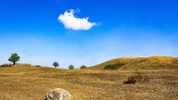 Trees on field against blue sky