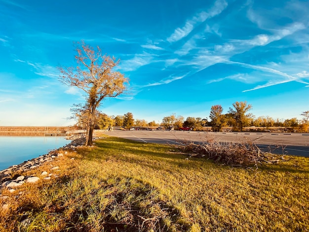 Foto alberi sul campo contro il cielo blu