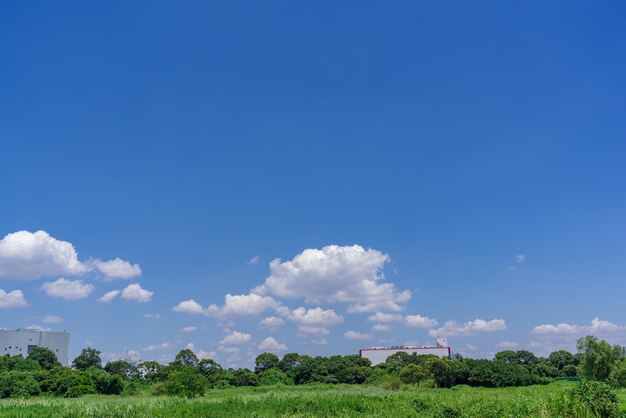 Trees on field against blue sky