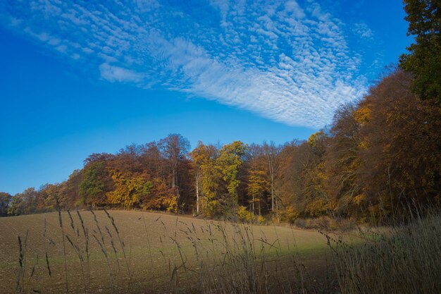 Trees on field against blue sky