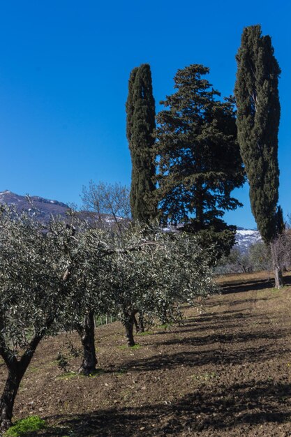 Trees on field against clear blue sky