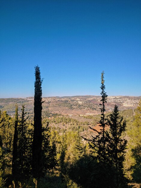 Trees on field against clear blue sky