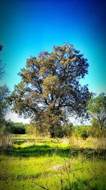 Trees on field against clear blue sky