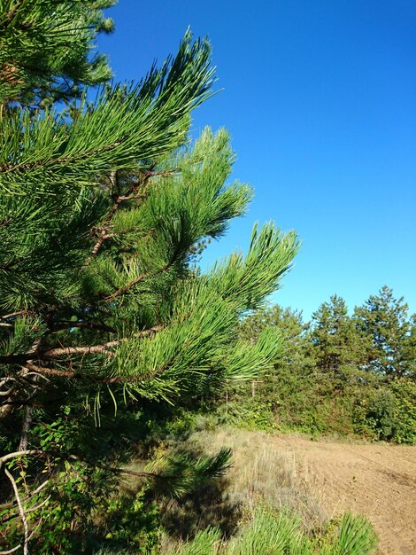 Trees on field against clear blue sky