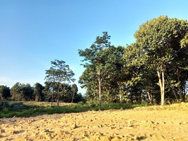 Trees on field against clear blue sky