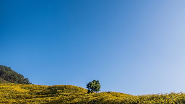 Photo trees on field against clear blue sky