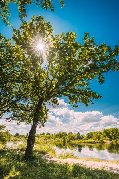 Foto alberi sul campo contro un cielo blu limpido