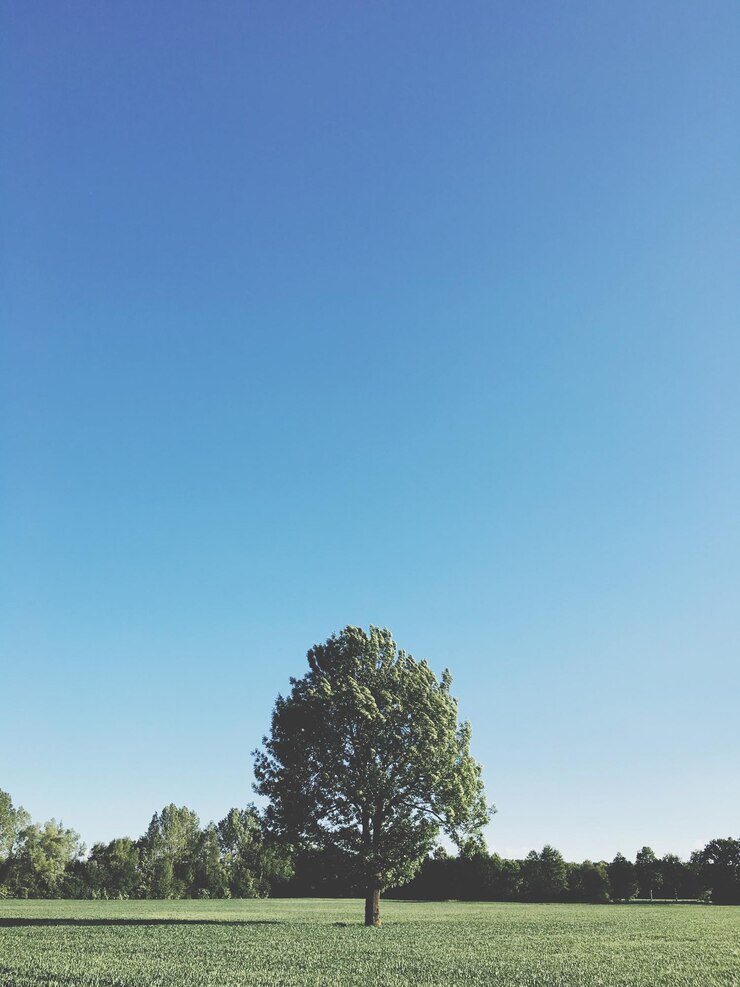 Photo 은 파란 하늘을 배경으로 들판에 있는 나무