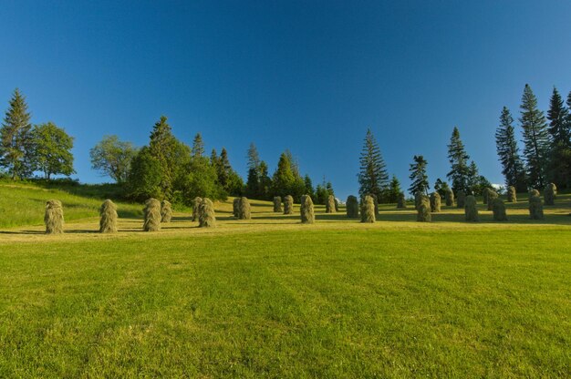 Photo trees on field against clear blue sky