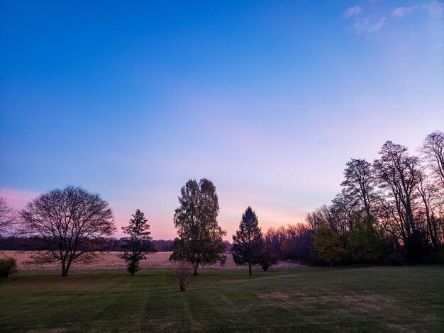 Trees on field against clear blue sky