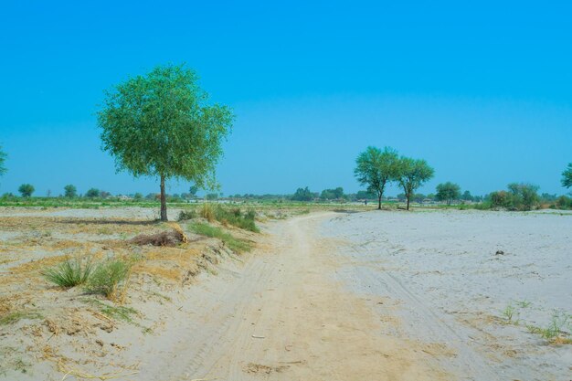 Trees on field against clear blue sky