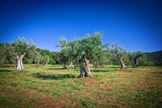 Foto alberi sul campo contro un cielo blu limpido