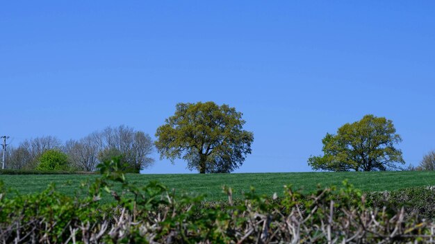 Trees on field against clear blue sky