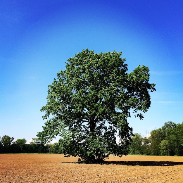 Trees on field against clear blue sky