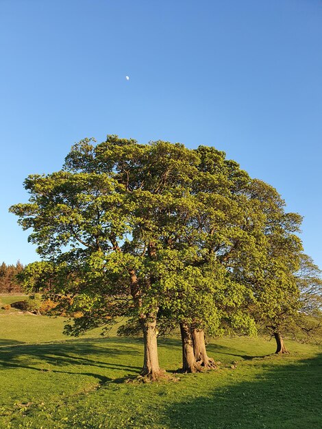Деревья на поле на фоне чистого голубого неба