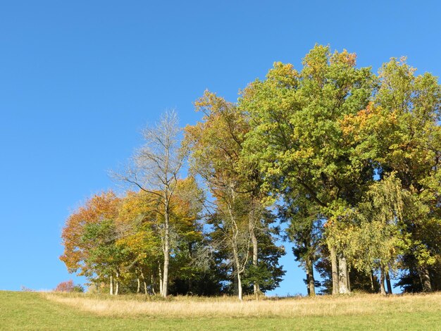 Trees on field against clear blue sky