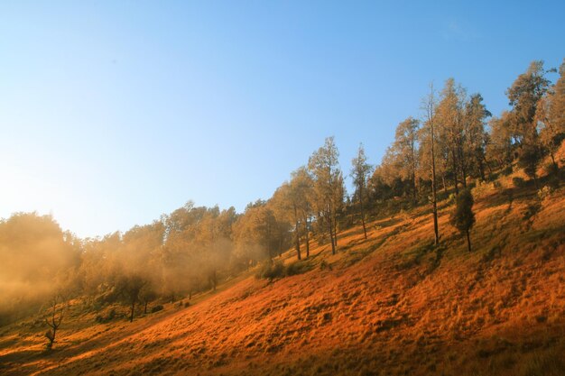 Trees on field against clear sky during autumn