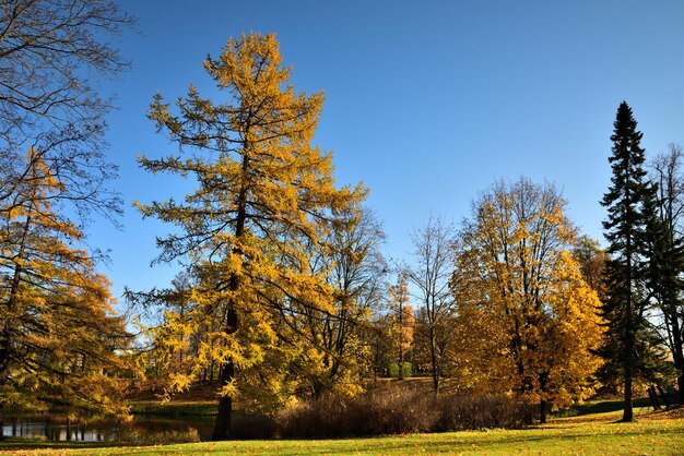 Trees on field against clear sky during autumn