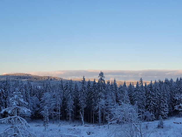 Trees on field against clear sky during winter