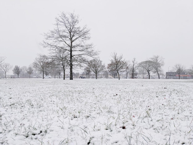 Photo trees on field against clear sky during winter