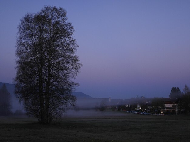 Trees on field against clear sky at night