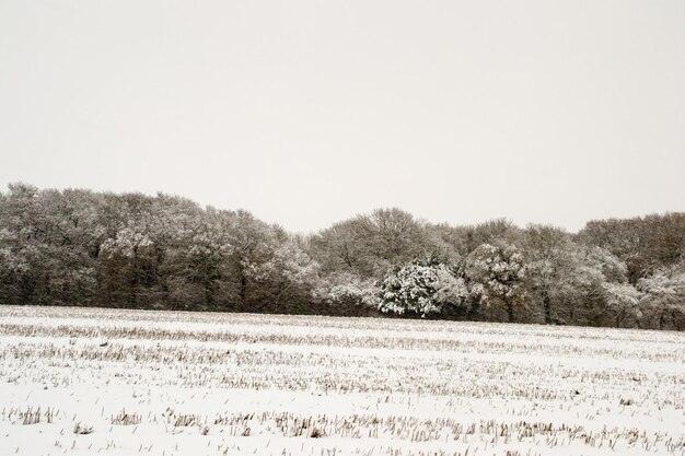 Trees on field against clear sky during winter