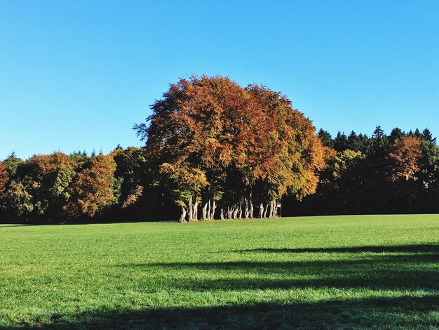 Photo trees on field against clear sky