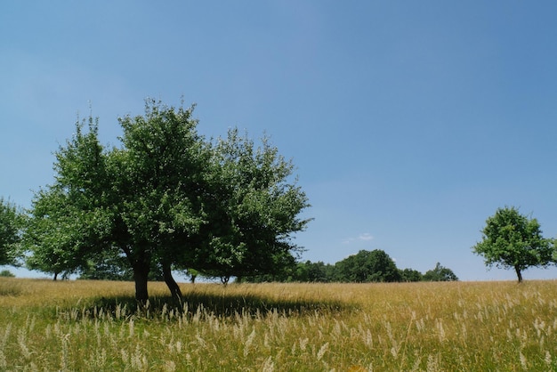 Trees on field against clear sky