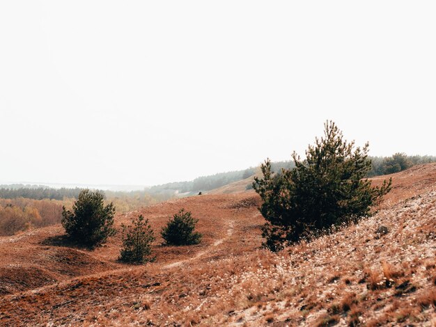 Foto alberi sul campo contro un cielo limpido