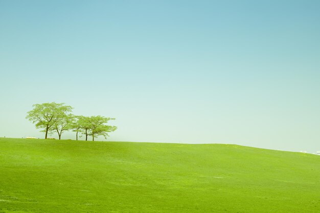 Photo trees on field against clear sky