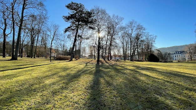 Photo trees on field against clear sky