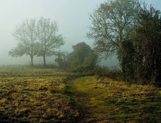 Foto alberi sul campo contro un cielo limpido