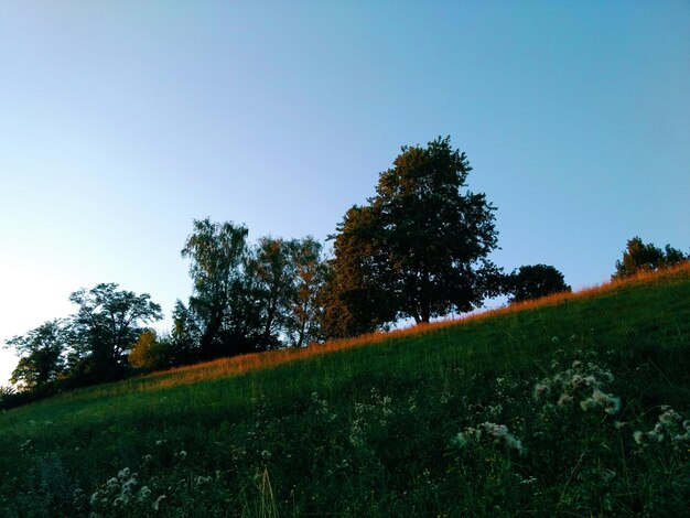 Trees on field against clear sky